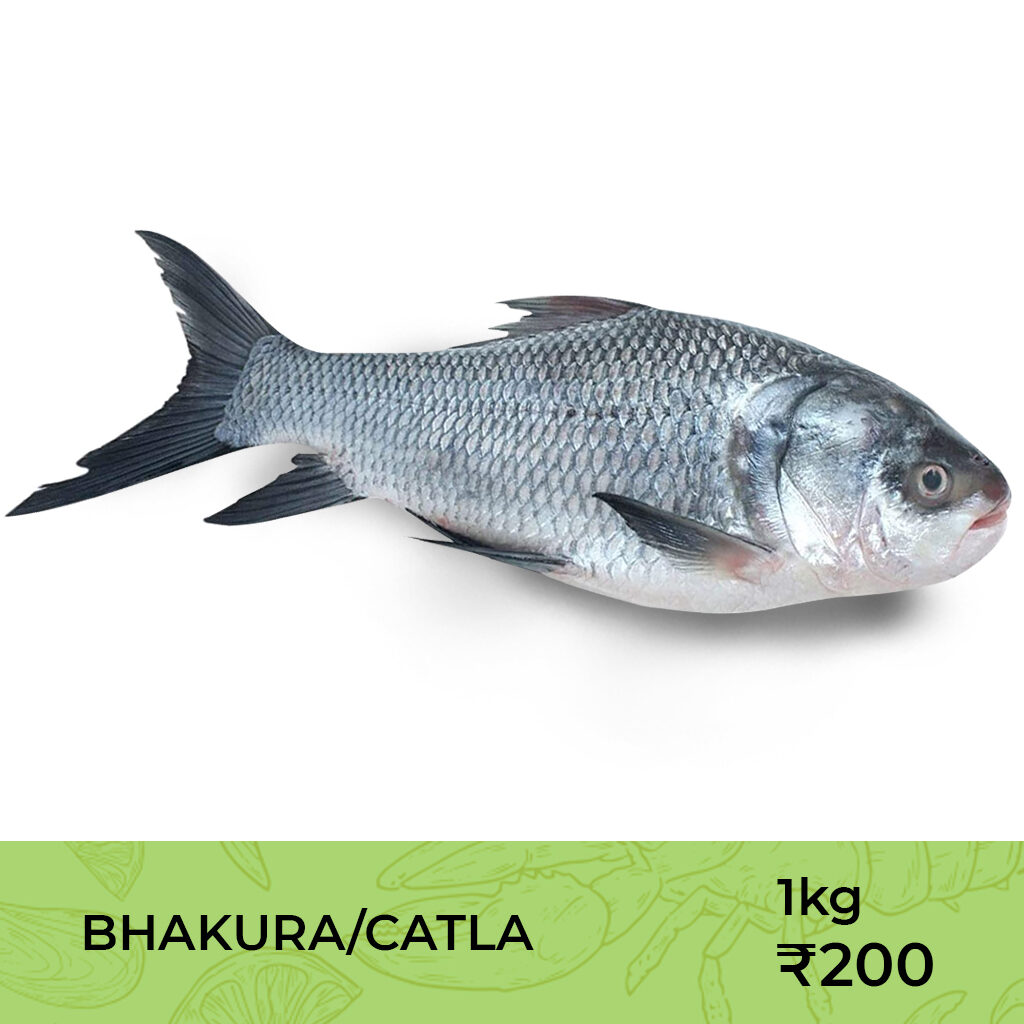 Fresh water fish | Falcon Fresh